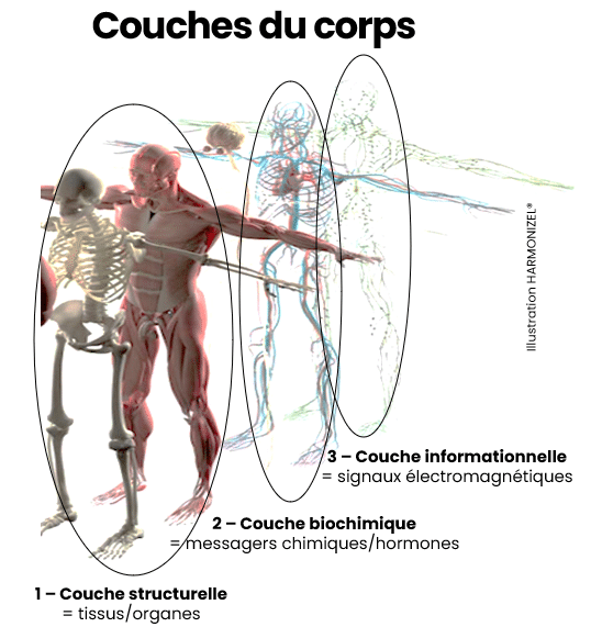 Illustration des couches du corps humain montrant la couche informationnelle de signaux électromagnétiques utilisée en thérapie fréquentielle.