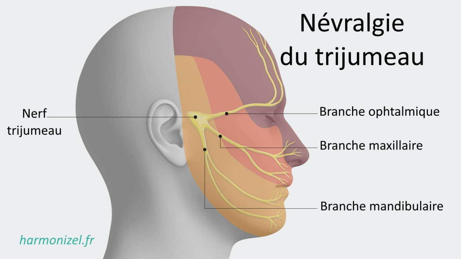 Névralgie du trijumeau : symptômes et solutions naturelles - Harmonizel