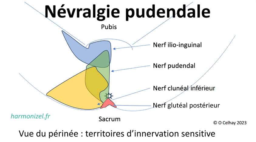 Périnée et territoires d'innervation sensitifs selon les nerfs du bassin